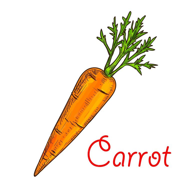 carrot-vegetable-isolated-sketch-food-design_8071-17597.jpg