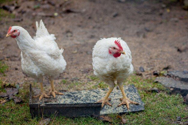 two-white-hens-green-grass-farm-sun-day_130265-267.jpg