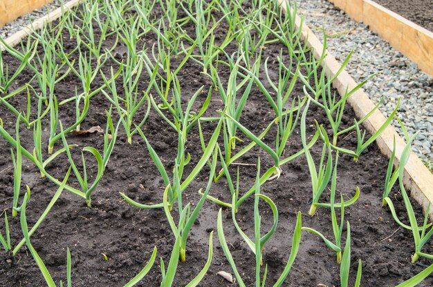 cultivation-garlic-onions-wooden-beds-growing-vegetables-accordance-with-principles-organic-farming-garden-paths-sprinkled-with-pebbles_78774-1305.jpg