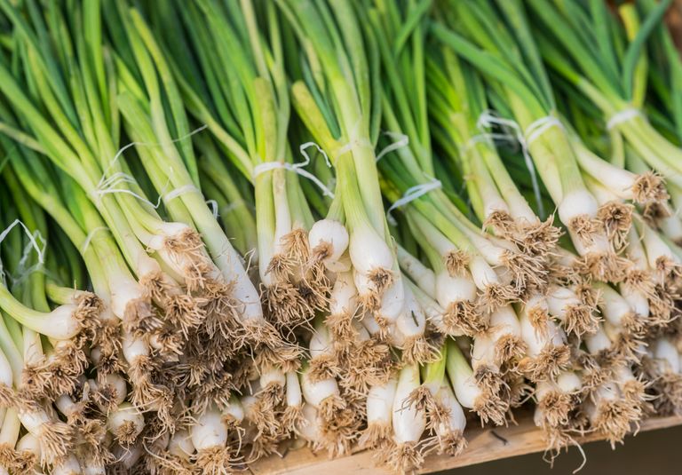 neat-row-spring-onions-bundled-with-red-elastic-ready-sale-market-spring-onion-ripe-spring-green-onion-green-onion-leaves.jpg