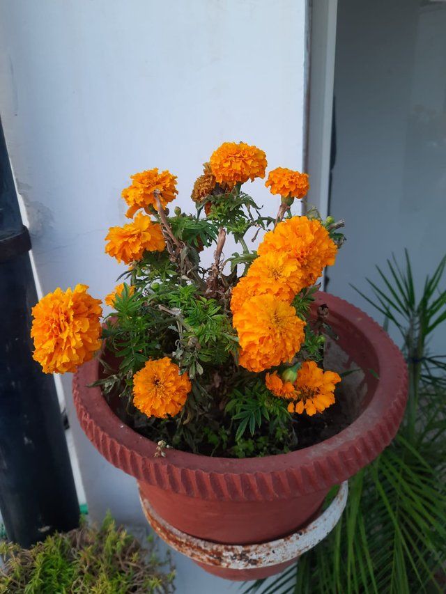 Bright Orange Marigold 3.jpg