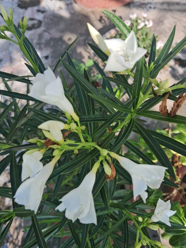 Oleander flower 2.jpg