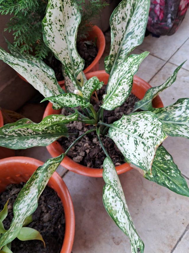 Aglaonema snow white plant 2.jpg