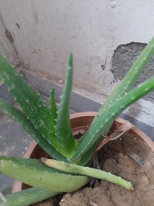 Gentle Aloe vera plant 1.jpg