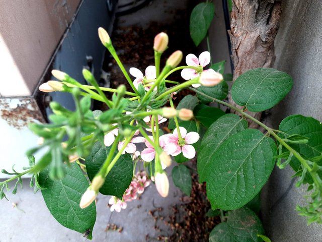 Combretum Indicum Flowers 2.jpg