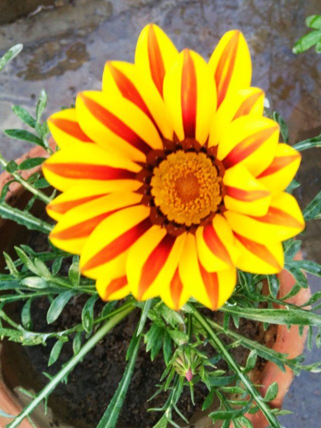 Striped Gazania flower 1.jfif