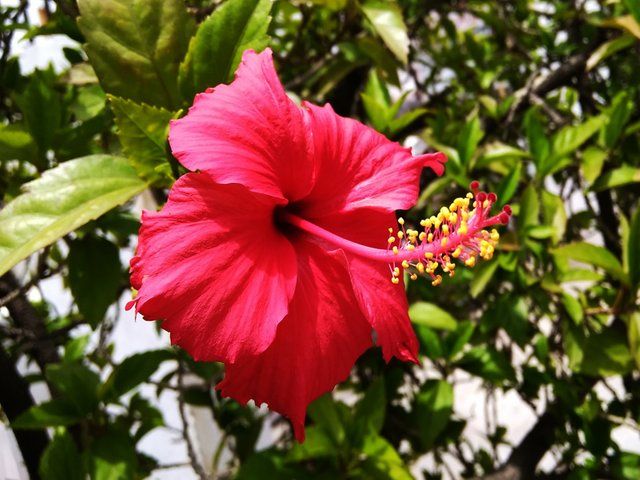 Hibiscus flower 4.jpg