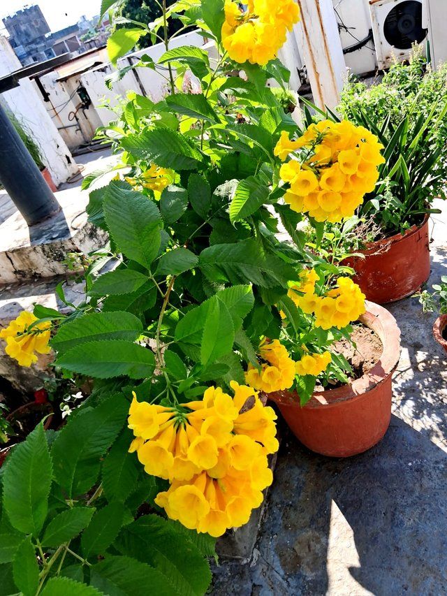 Yellow bells 2.jpg