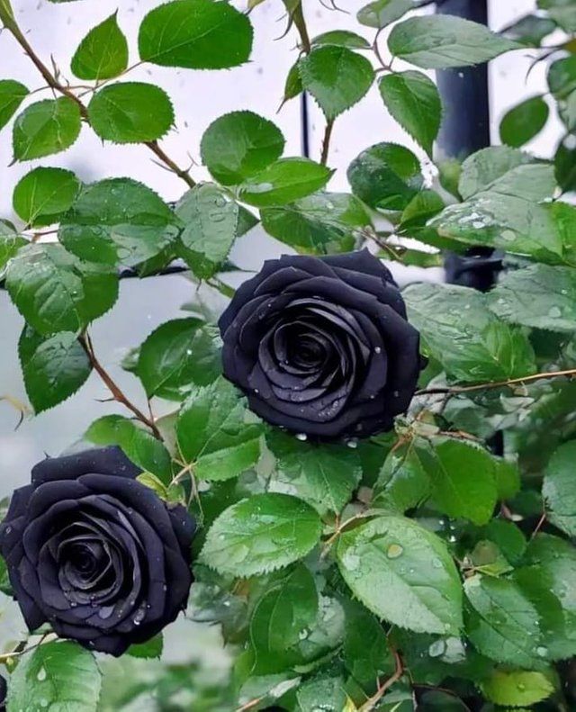 Black Rose flower plant 3.jpg