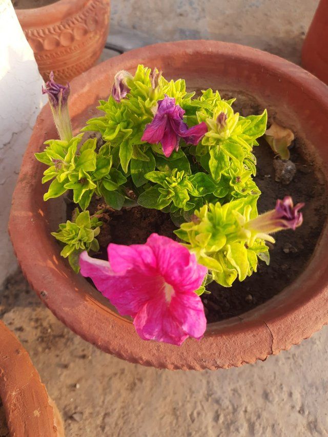 Azalea flower plant 1.jpg