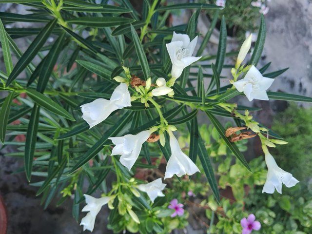 Oleander flower 3.jpg