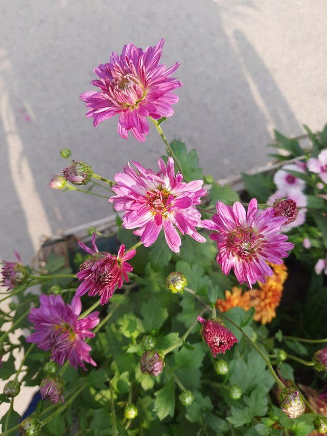 chrysanthemum plant 2.jpg