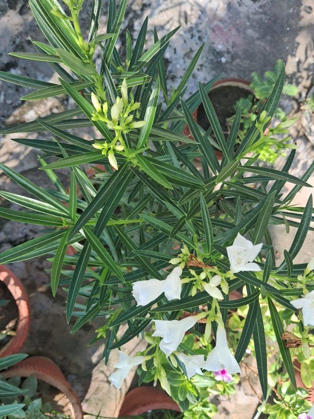 Oleander flower 5.jpg