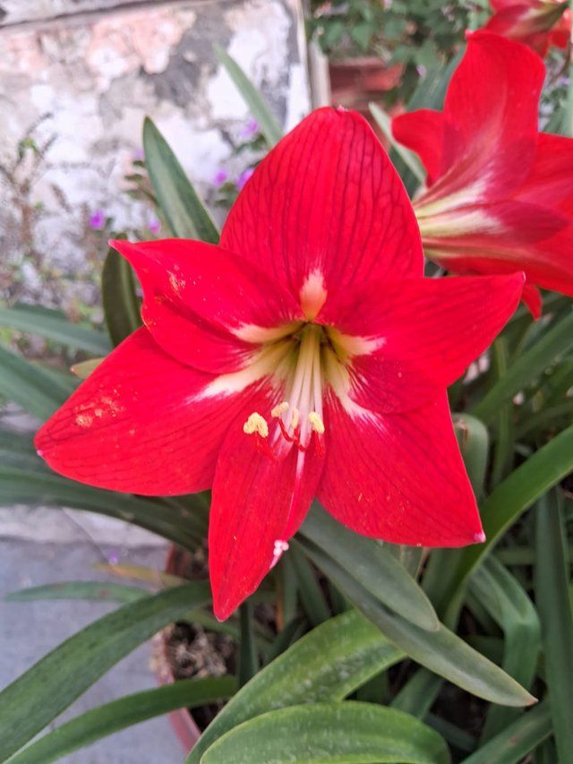 Red Hibiscus flower 1.jpg