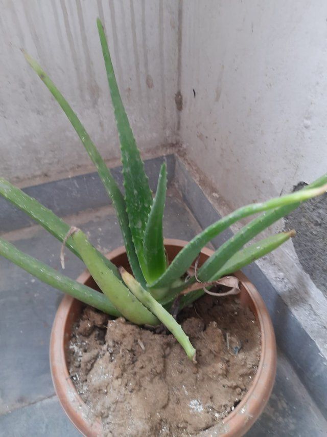 Gentle Aloe vera plant 4.jpg