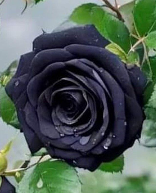 Black Rose flower plant 1.jpg