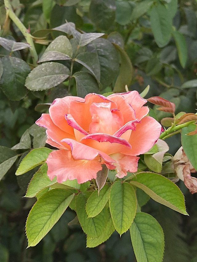 Orange Rose flower 1.jpg