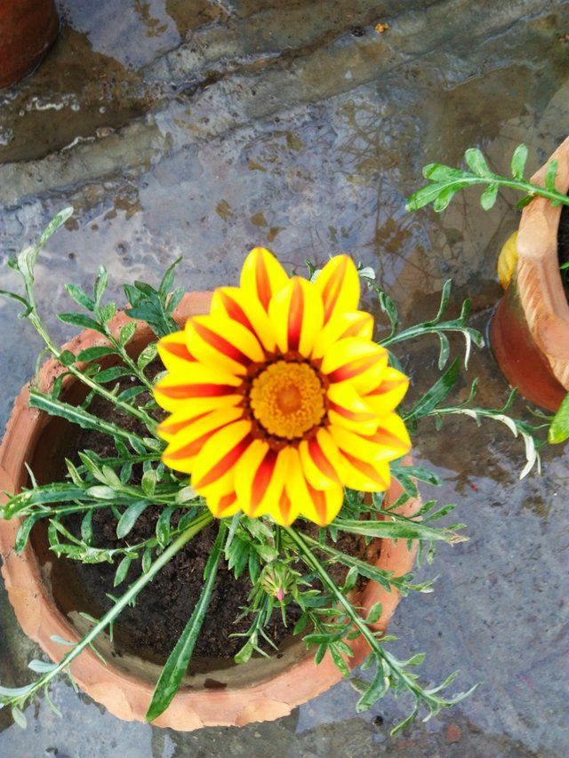 Striped Gazania flower 2.jfif