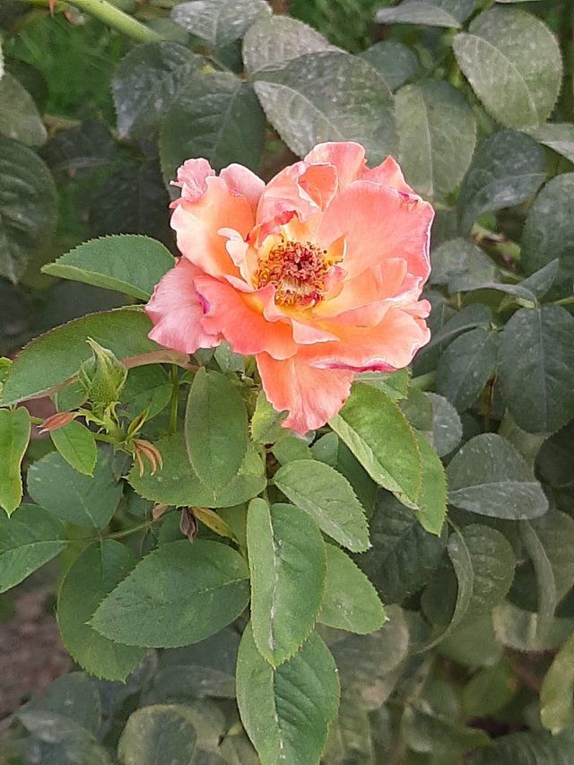 Orange Rose flower 2.jpg