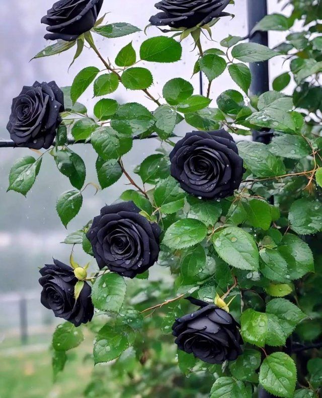 Black Rose flower plant 4.jpg