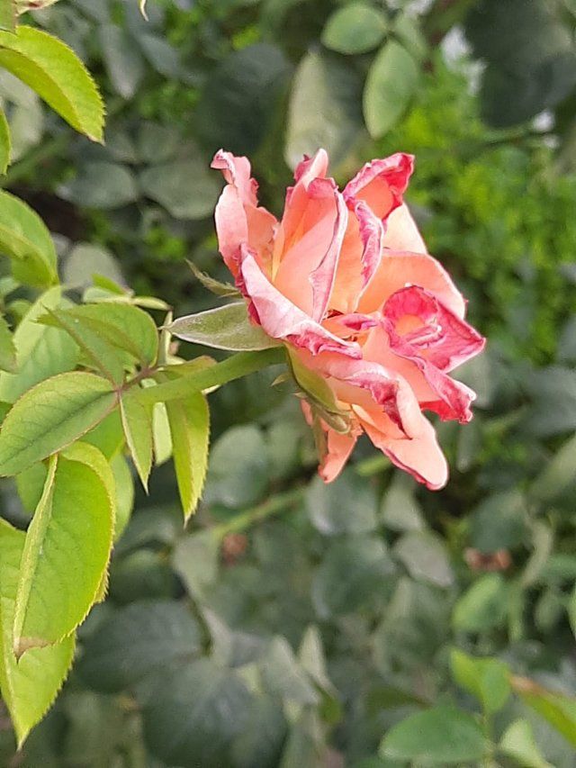 Orange Rose flower 4.jpg