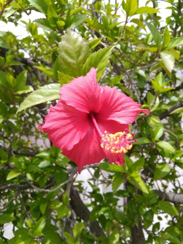 Hibiscus flower 5.jpg