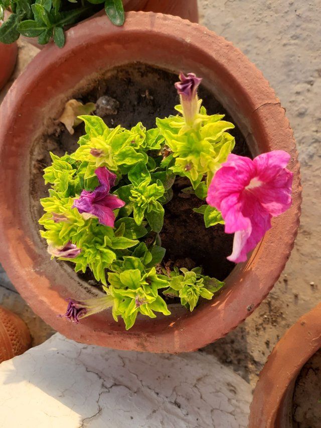 Azalea flower plant 2.jpg