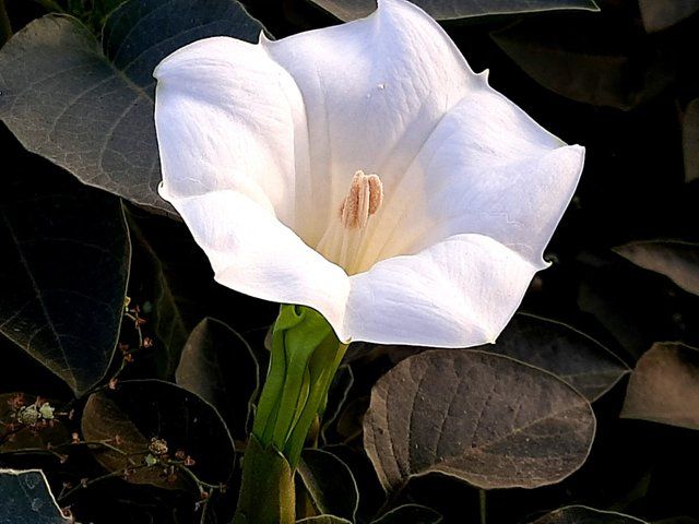 Jimsonweed flower 2.jpg