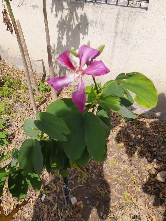 Bauhinia flower plant  3.jpg