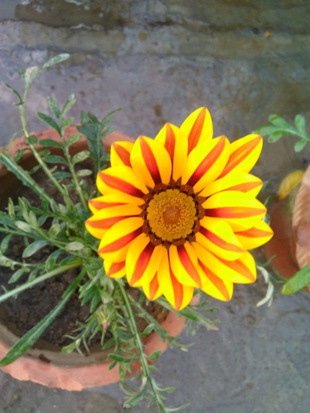 Striped Gazania flower 3.jfif