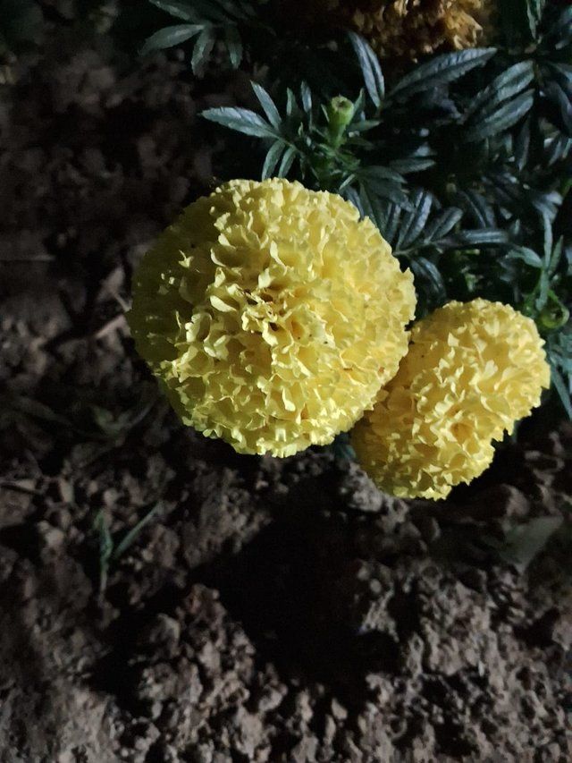 Indian marigold flower 1.jpg