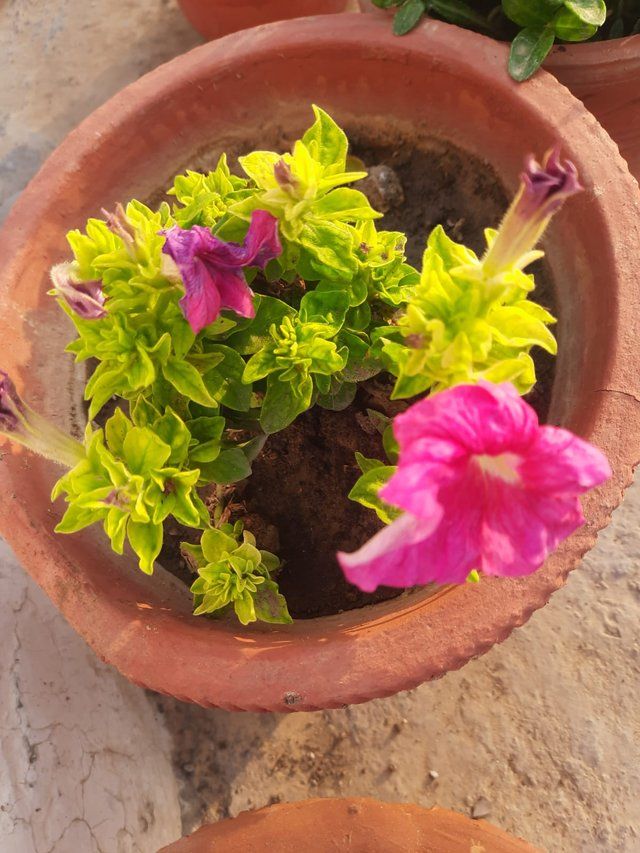 Azalea flower plant 3.jpg