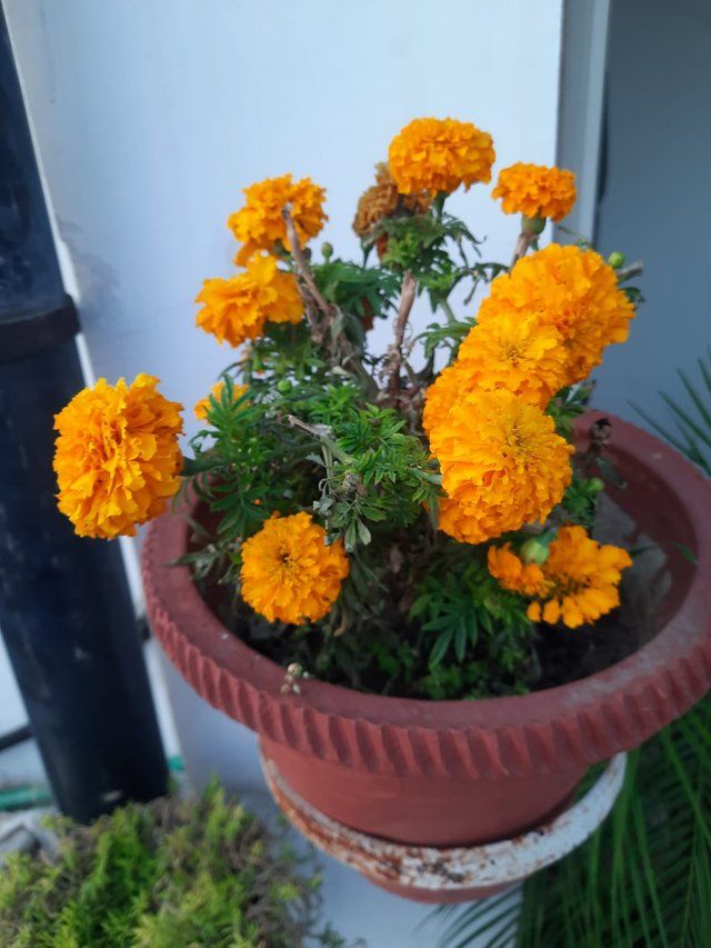 Bright Orange Marigold 5.jpg