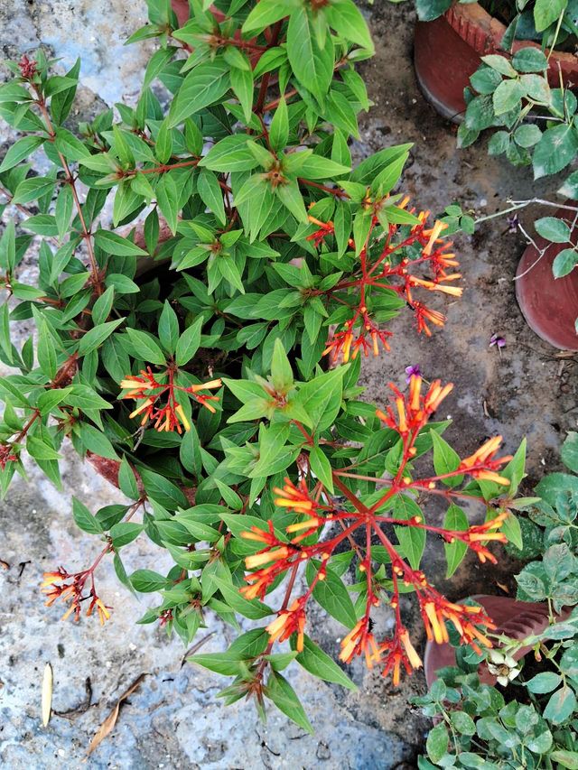 Fiore di Firebush 3.jpg