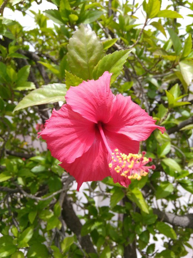 Hibiscus flower 3.jpg