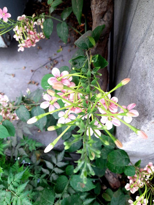 Combretum Indicum Flowers 3.jpg