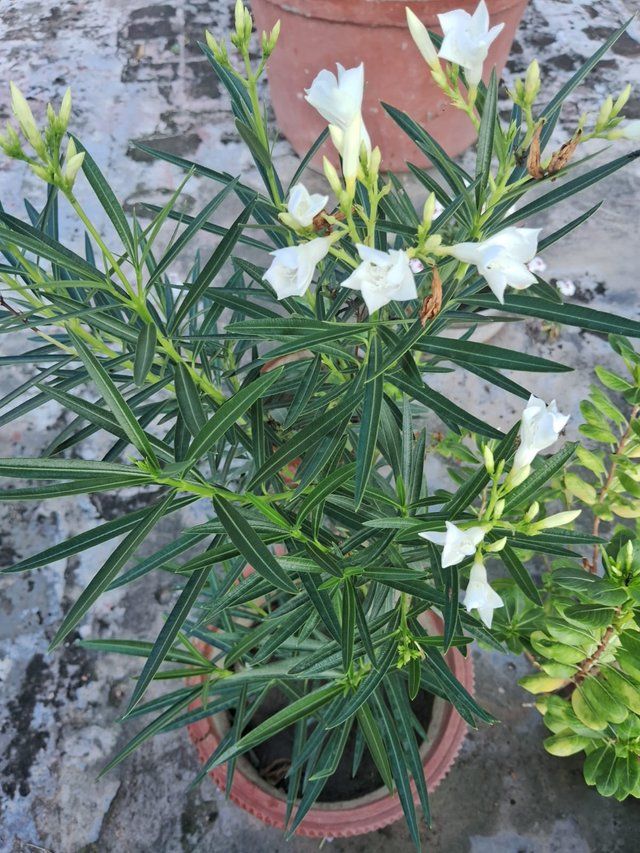 Oleander flower 4.jpg