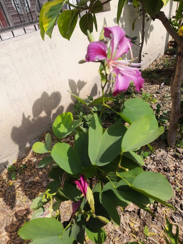 Bauhinia flower plant 2.jpg