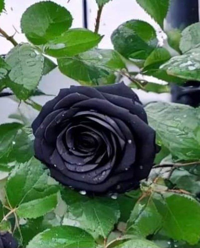 Black Rose flower plant 2.jpg