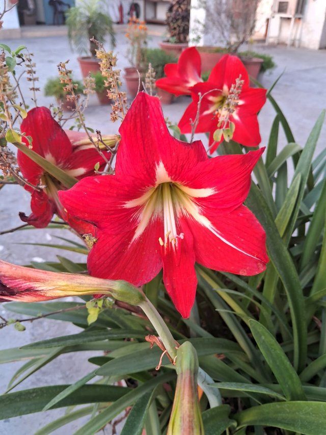 Red Hibiscus flower 5.jpg