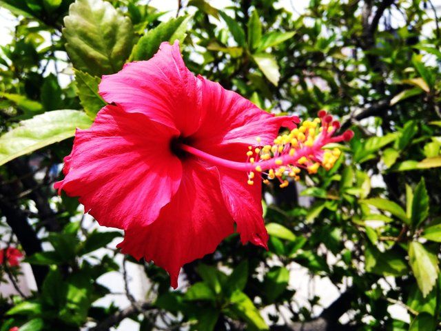 Hibiscus flower 2.jpg