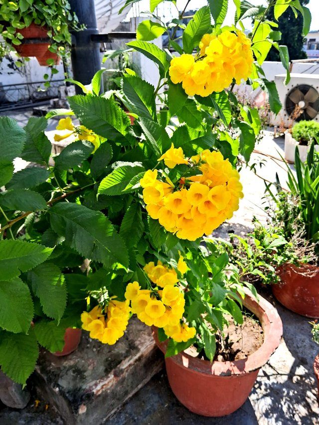 Yellow bells 4.jpg