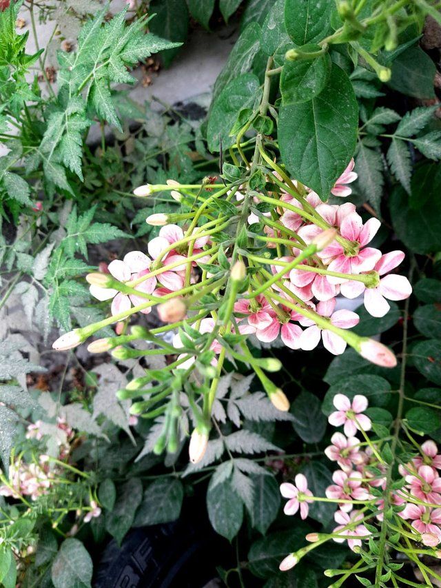 Combretum Indicum Flowers 1.jpg