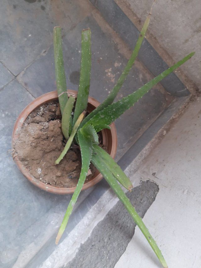 Gentle Aloe vera plant 2.jpg