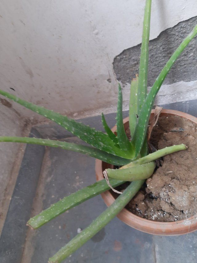 Gentle Aloe vera plant 3.jpg