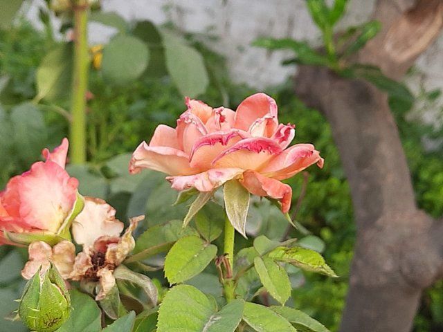 Orange Rose flower 3.jpg