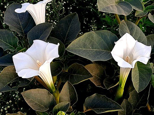 Jimsonweed flower 4.jpg