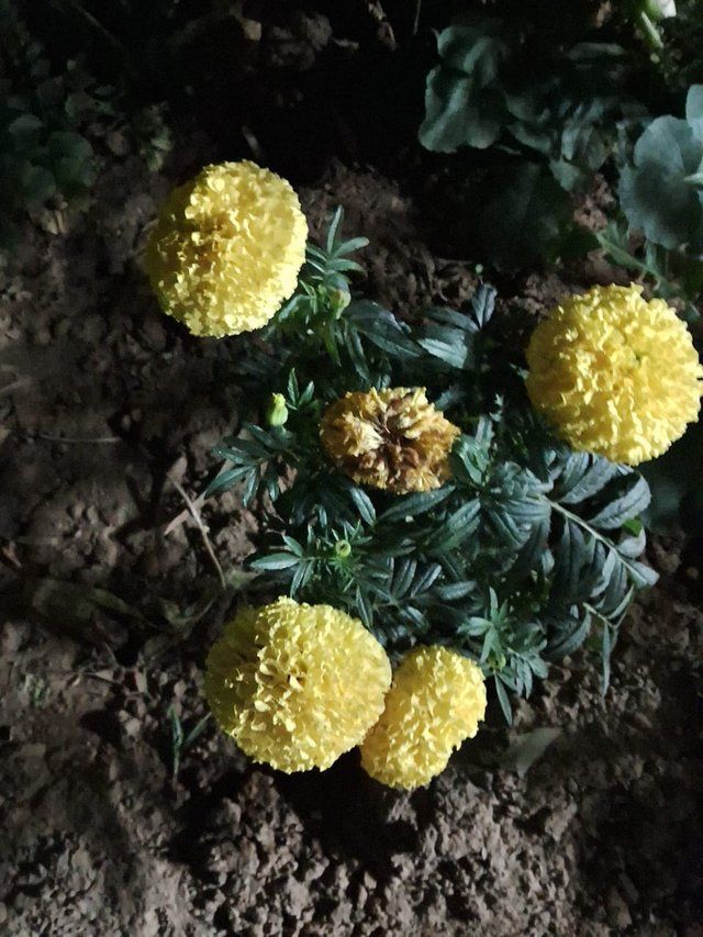 Indian marigold flower 4.jpg