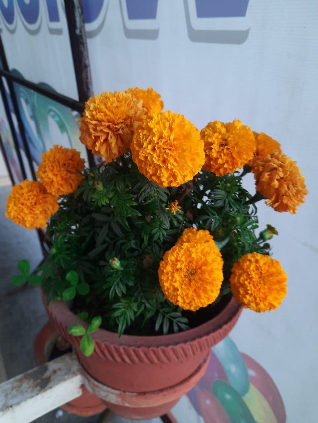 Bright Orange Marigold 1.jpg