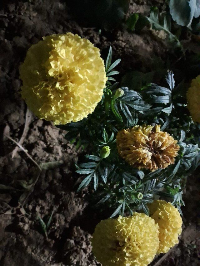 Indian marigold flower 3.jpg